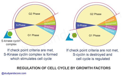 Cell cycle regulation, control of cell division, telomeres, Cyclin-Dependent Kinasesn growth factors, Cell cycle check points, G1 phase, G2 phase, S phase